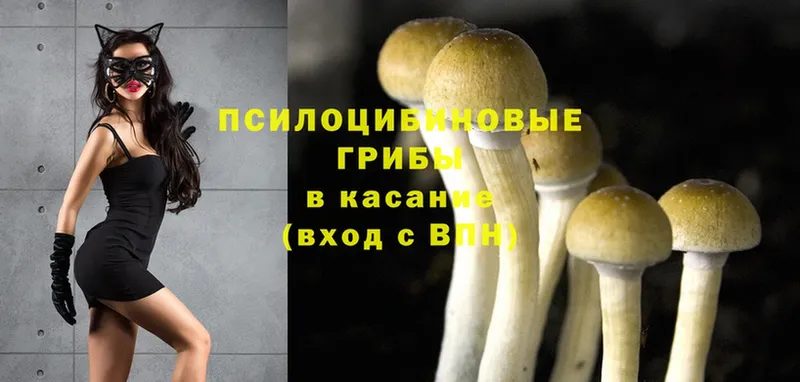 продажа наркотиков  Амурск  Галлюциногенные грибы Psilocybe 